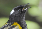 Stitch bird 103034.jpg